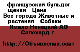 французский бульдог щенки › Цена ­ 50 000 - Все города Животные и растения » Собаки   . Ямало-Ненецкий АО,Салехард г.